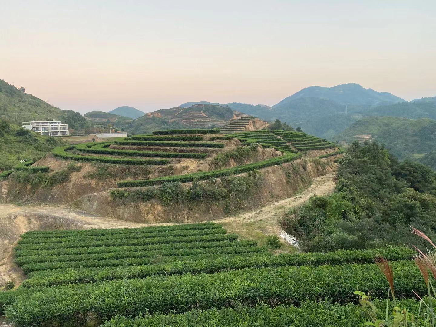 苏区村十字路口绿茶园
